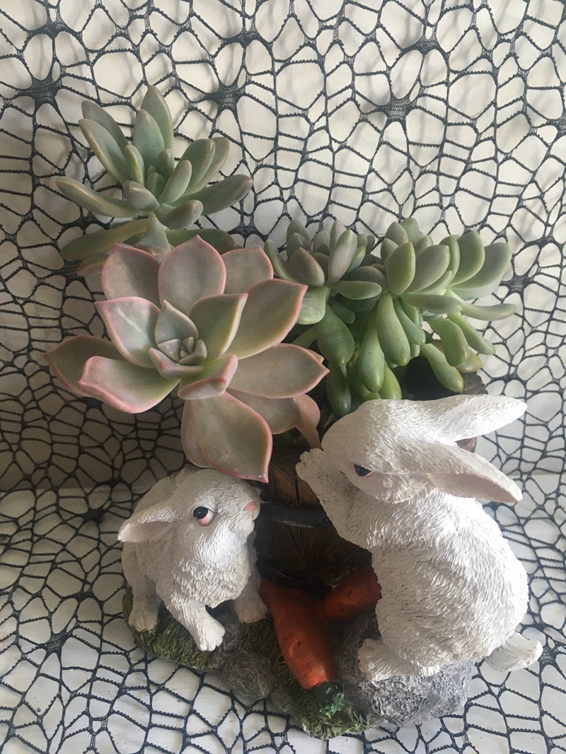 Succulent gift